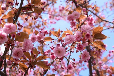 Photo of Branch of beautiful blossoming sakura tree outdoors, closeup