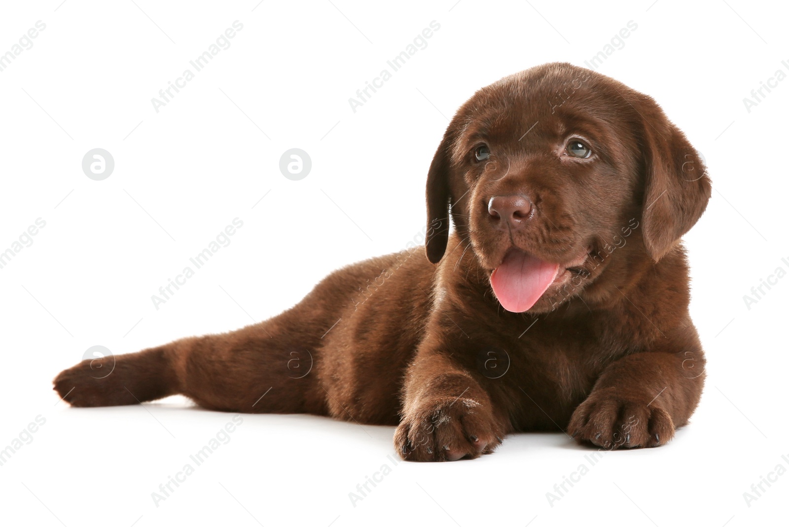 Photo of Chocolate Labrador Retriever puppy on white background