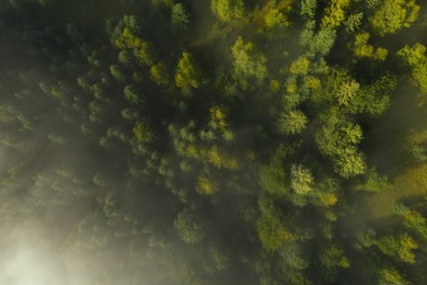 Image of Aerial view of beautiful landscape with misty forest 