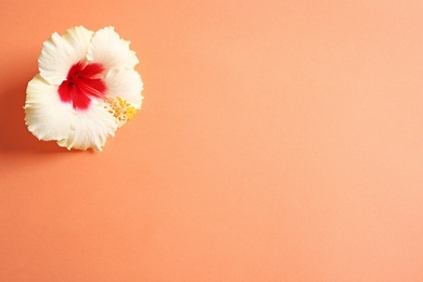 Photo of Beautiful tropical Hibiscus flower on color background with space for design, top view