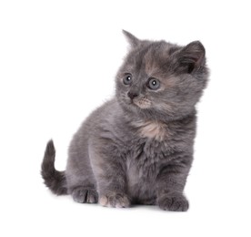 Photo of Cute little grey kitten sitting on white background