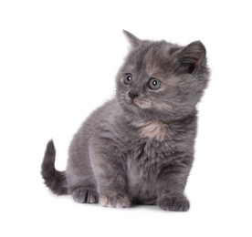 Cute little grey kitten sitting on white background