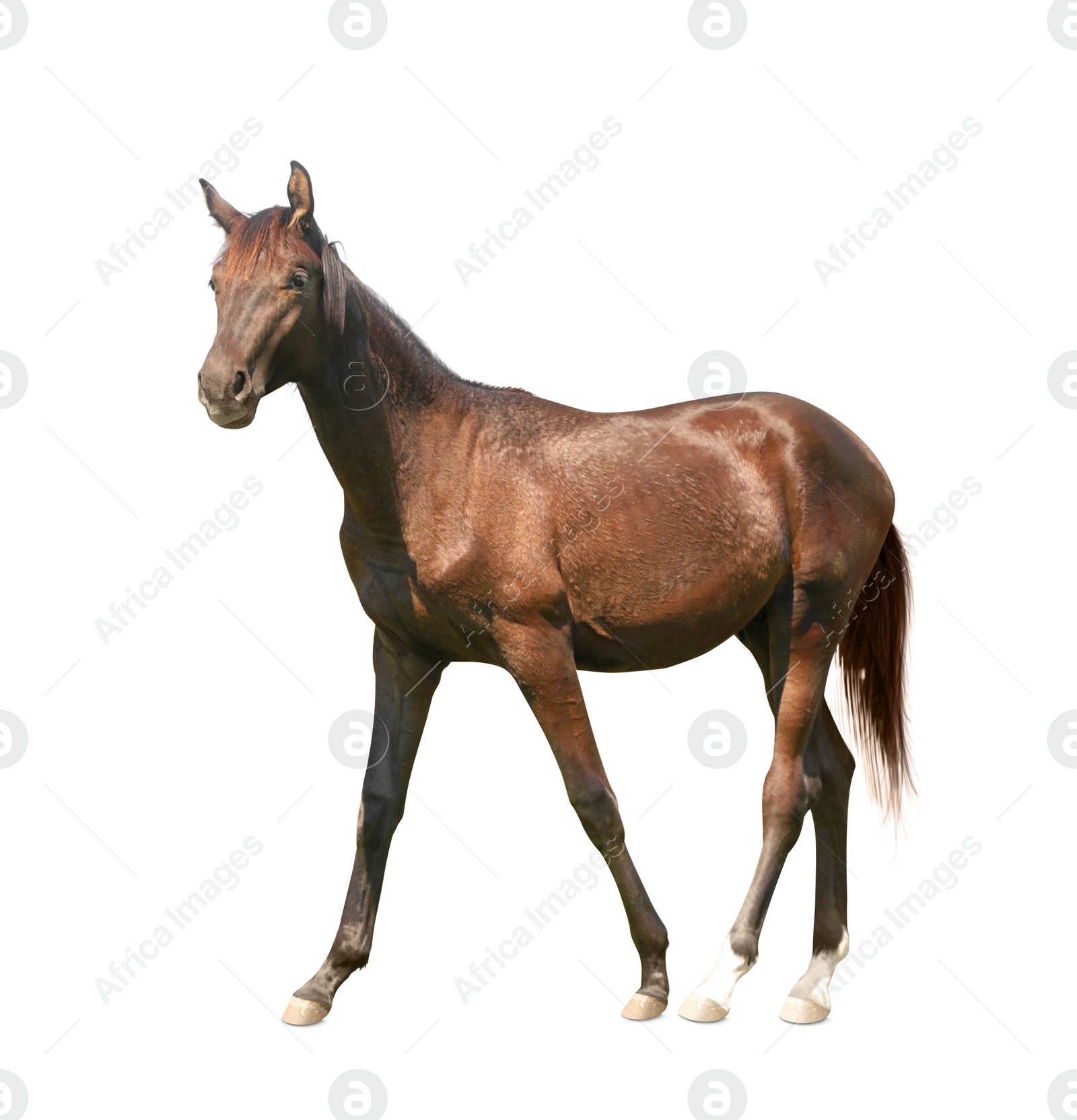 Image of Bay horse walking on white background. Beautiful pet  