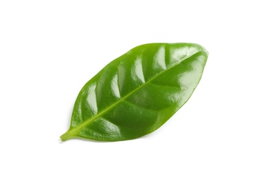 Photo of Fresh green coffee leaf isolated on white