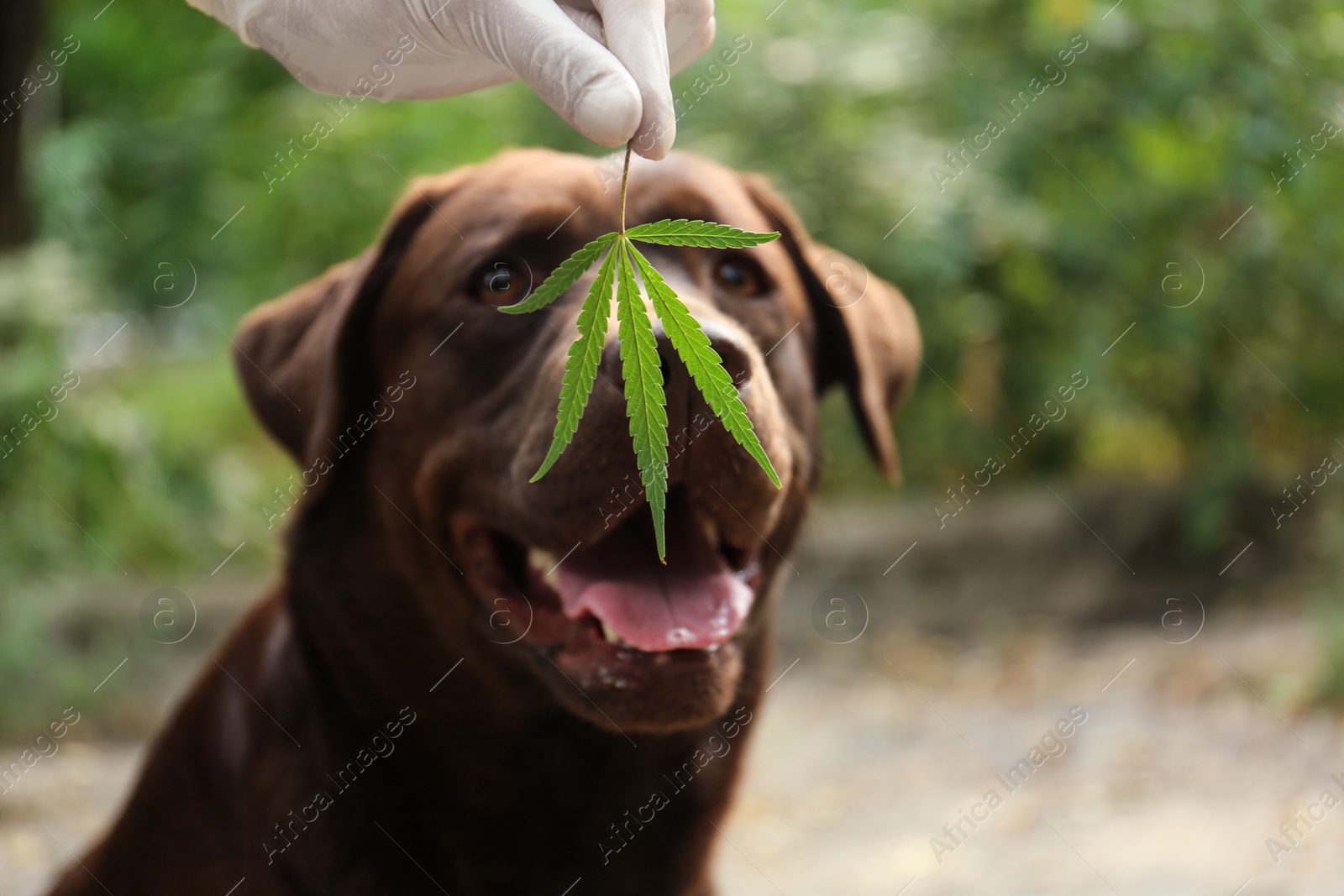 Photo of Detection Labrador dog sniffing hemp leaf outdoors