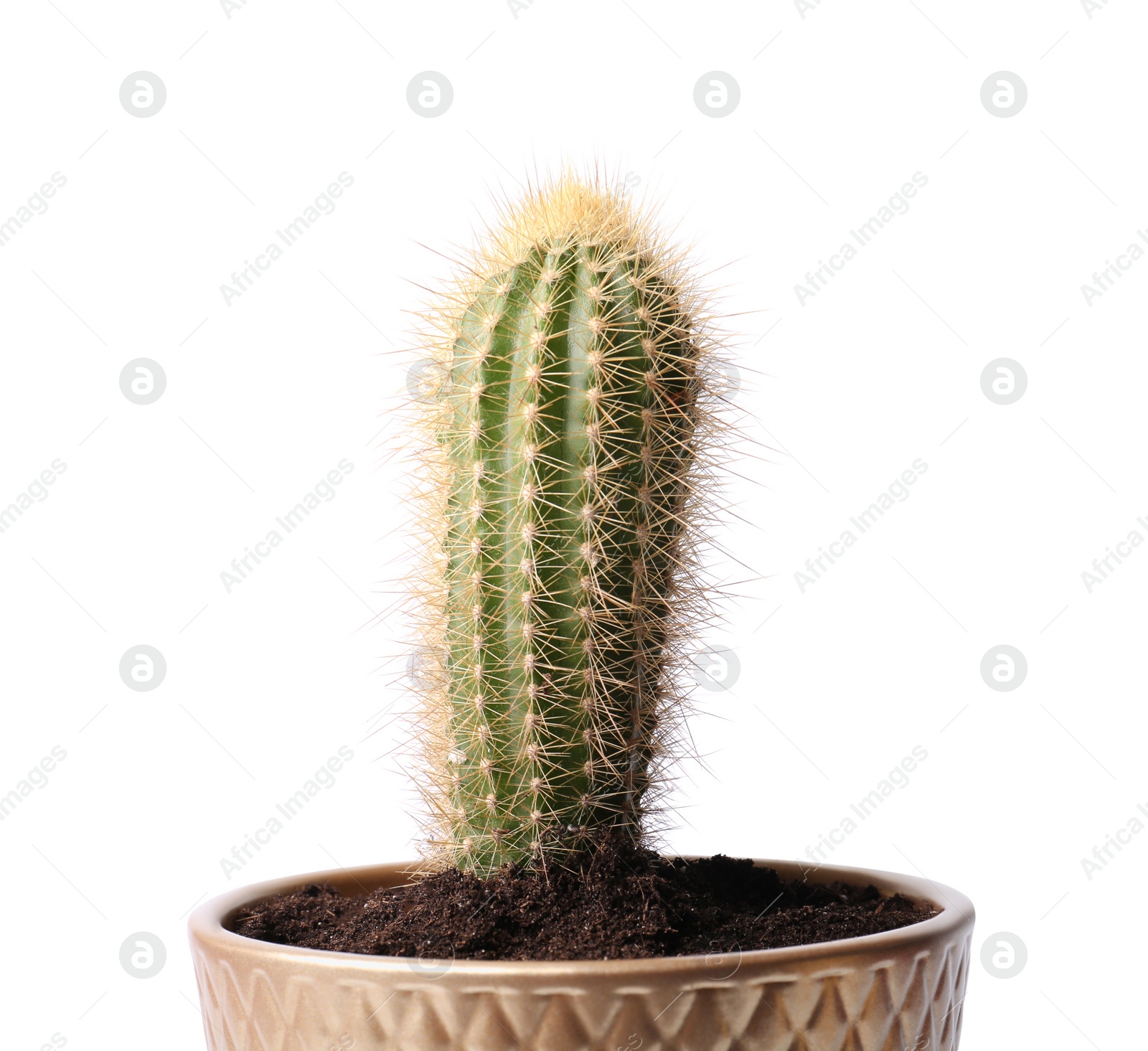 Photo of Beautiful green cactus in pot isolated on white