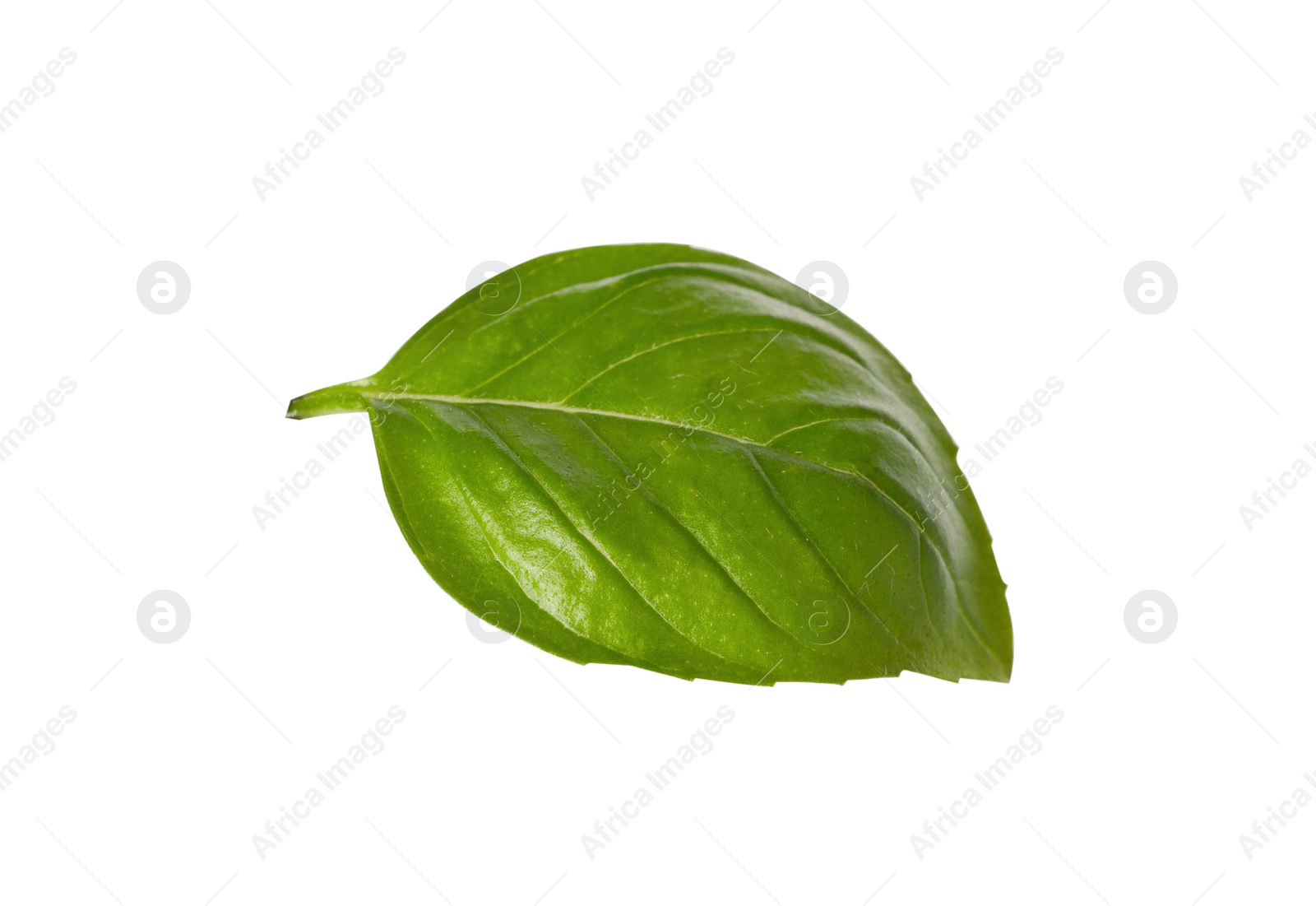 Photo of One green basil leaf isolated on white