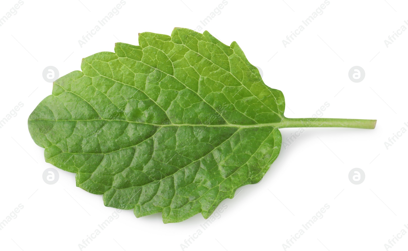 Photo of Fresh lemon balm leaf isolated on white, top view