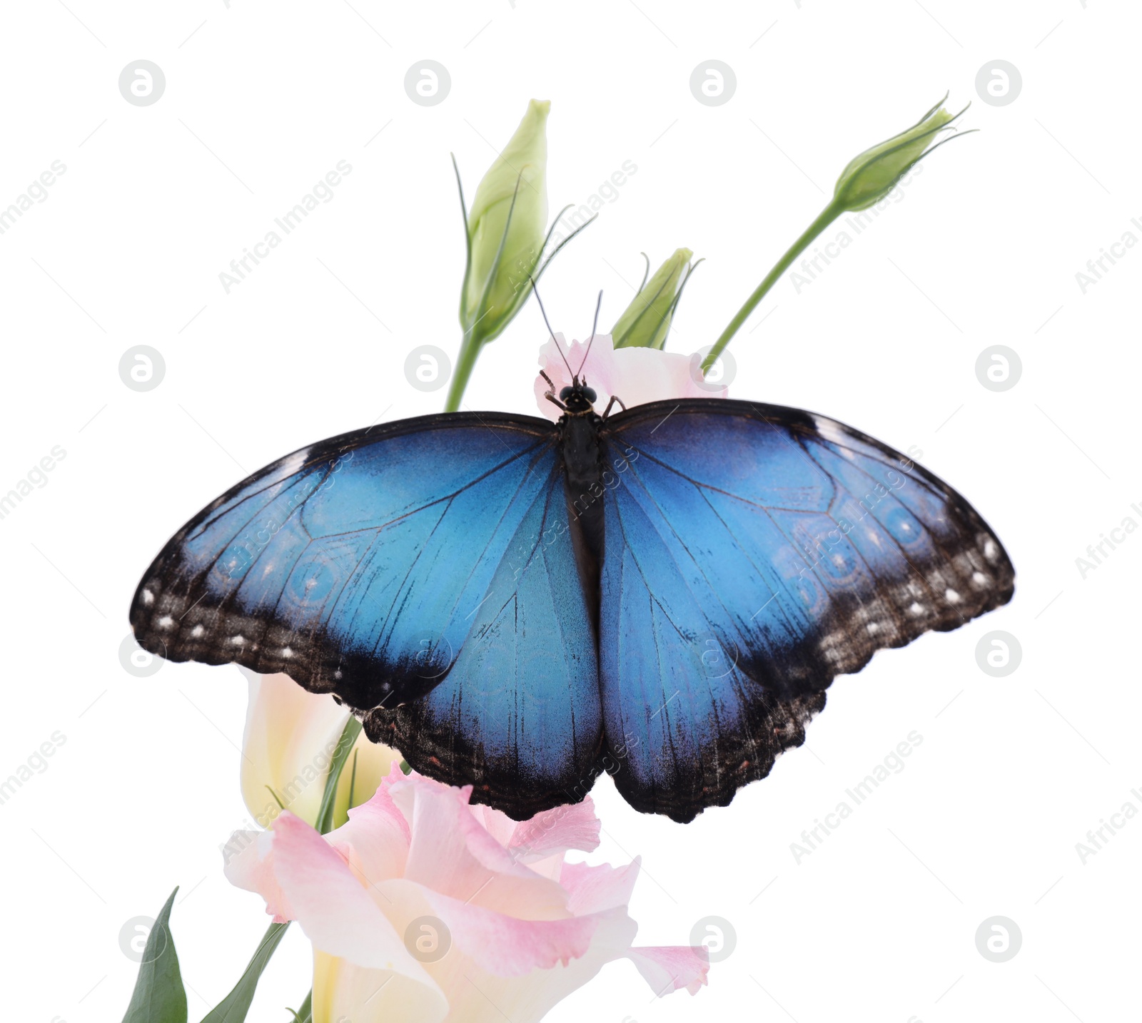 Photo of Beautiful common morpho butterfly sitting on eustoma flower against white background