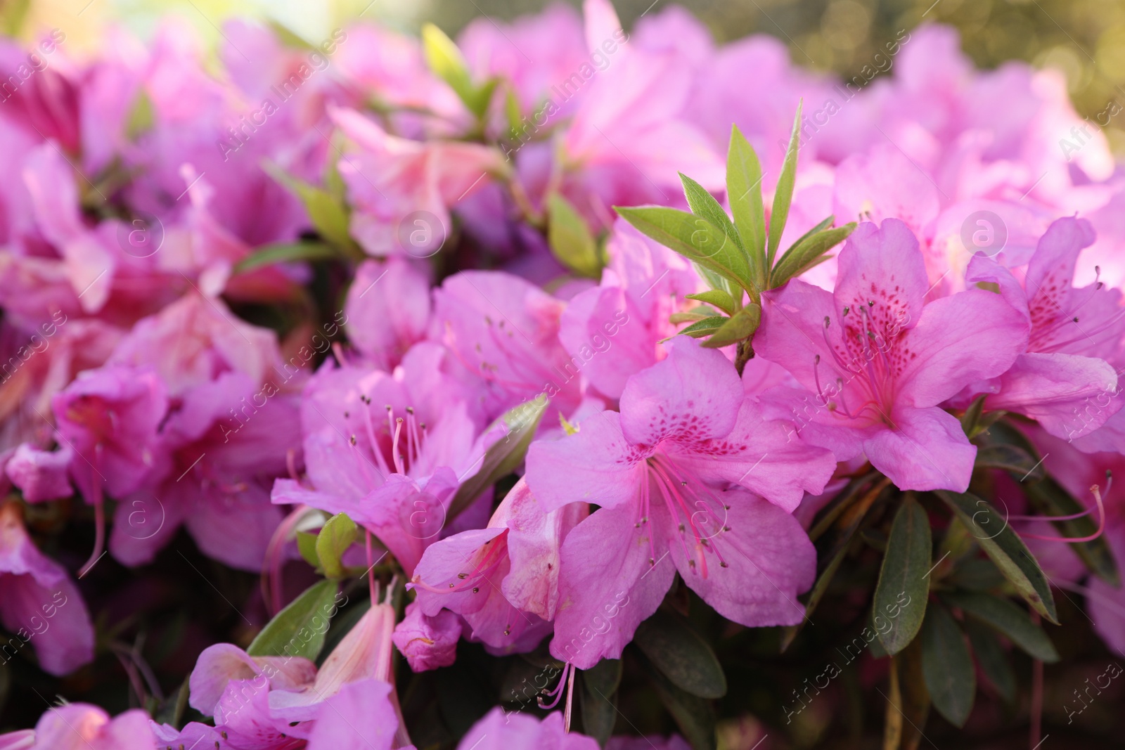 Photo of Beautiful Rhododendron bush with pink flowers growing outdoors, closeup