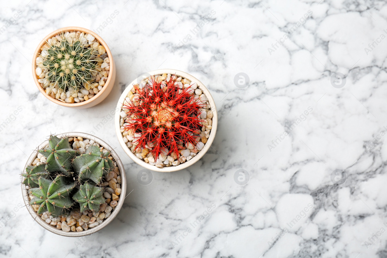 Photo of Beautiful cacti on marble background, top view