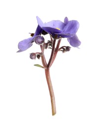 Photo of Purple flowers of violet plant isolated on white