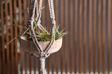 Photo of Tillandsia plants hanging on blurred background, space for text. House decor