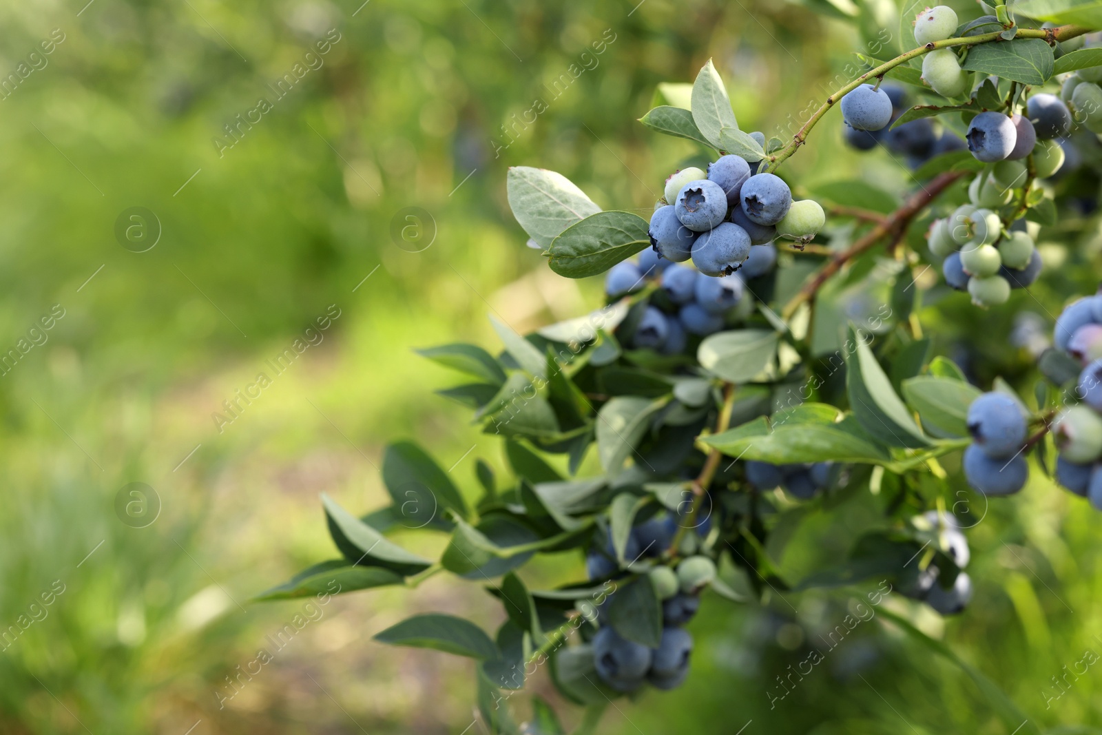 Photo of Bush of wild blueberry with berries growing outdoors, space for text