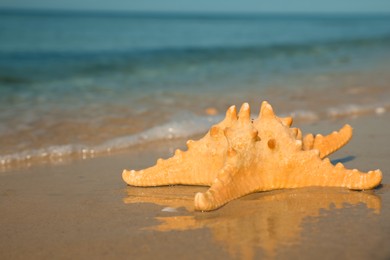 Photo of Beautiful sea star on sandy beach, space for text