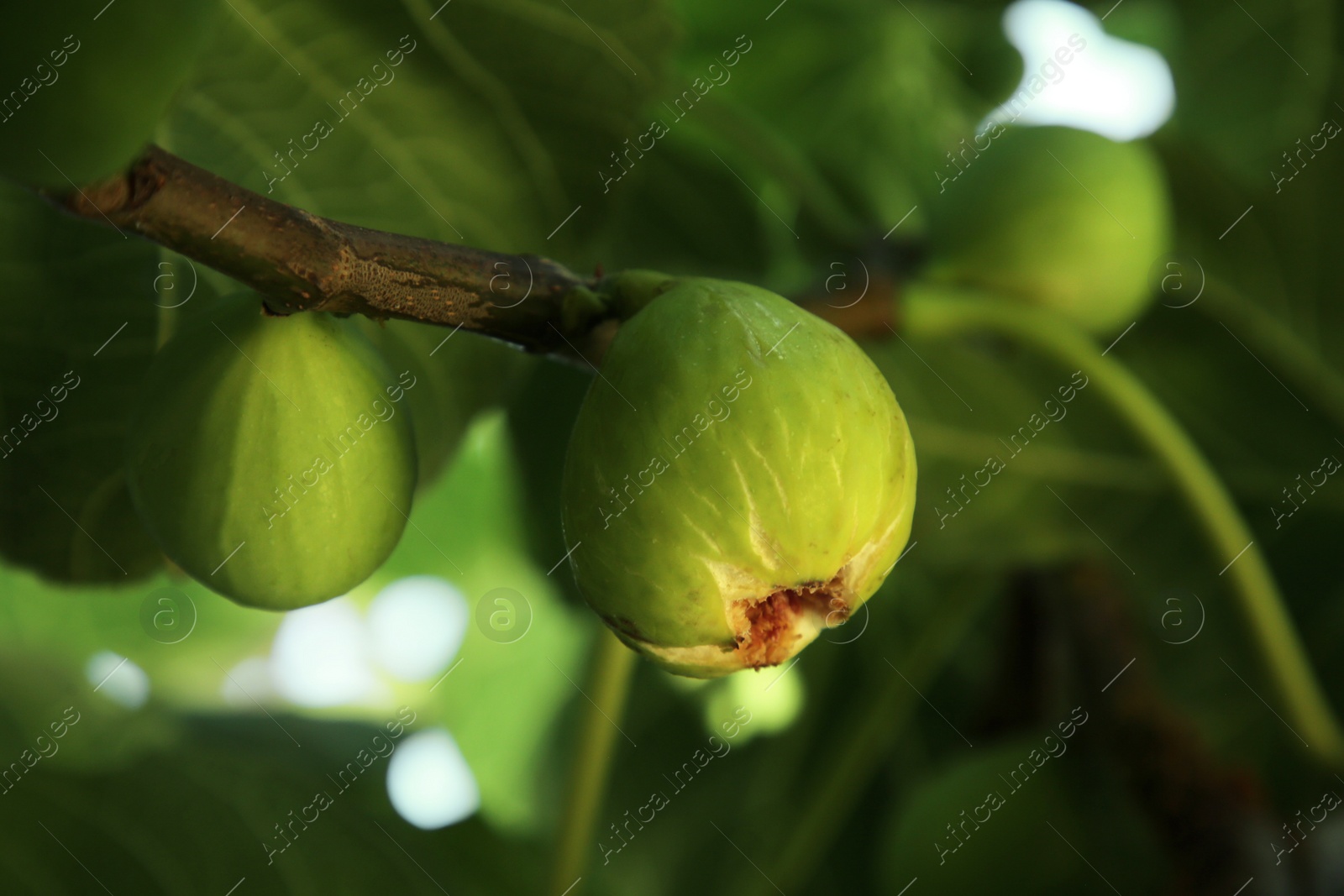 Photo of Unripe figs growing on tree in garden, closeup