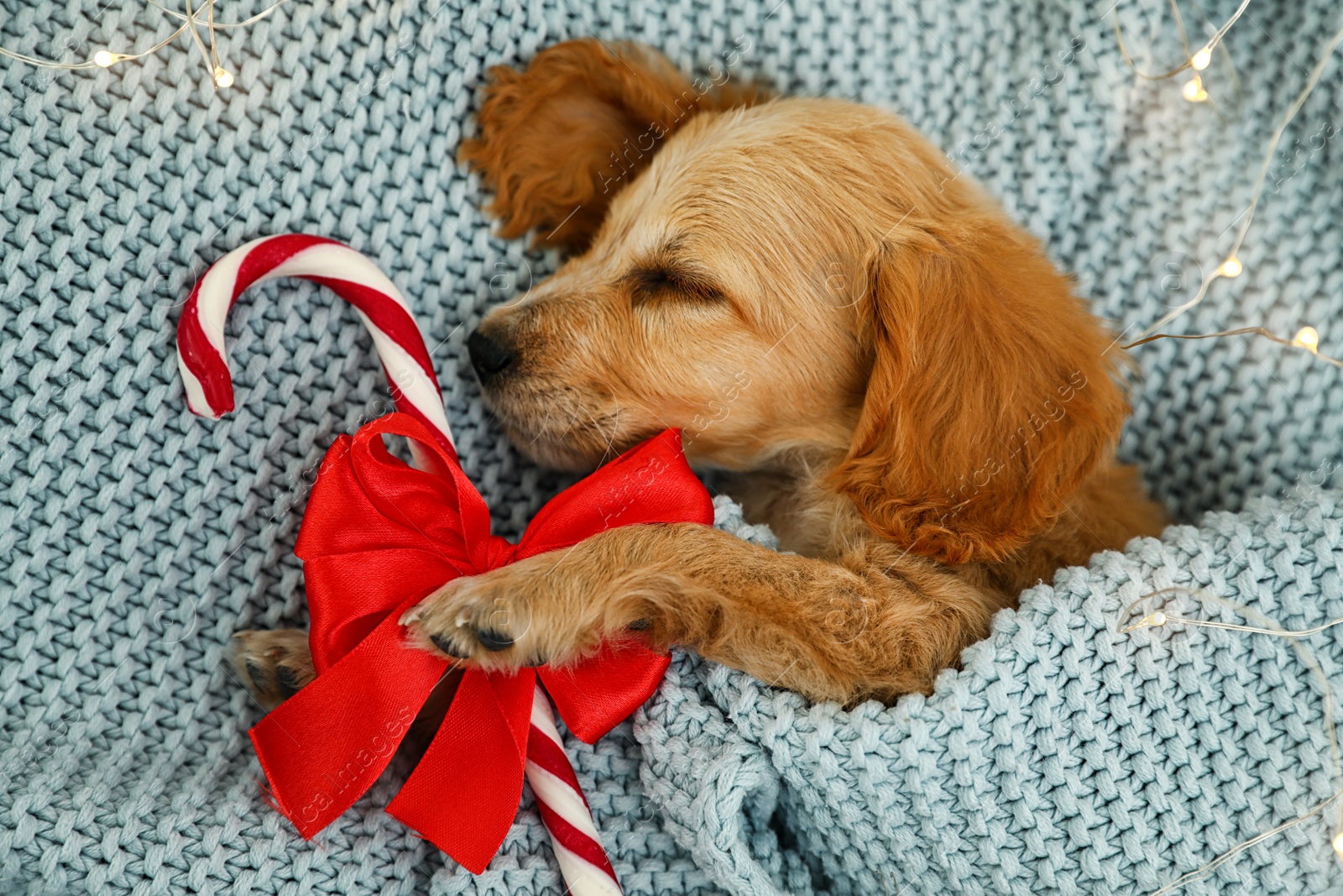 Photo of Adorable English Cocker Spaniel puppy sleeping near candy cane on blue knitted blanket, top view. Winter season