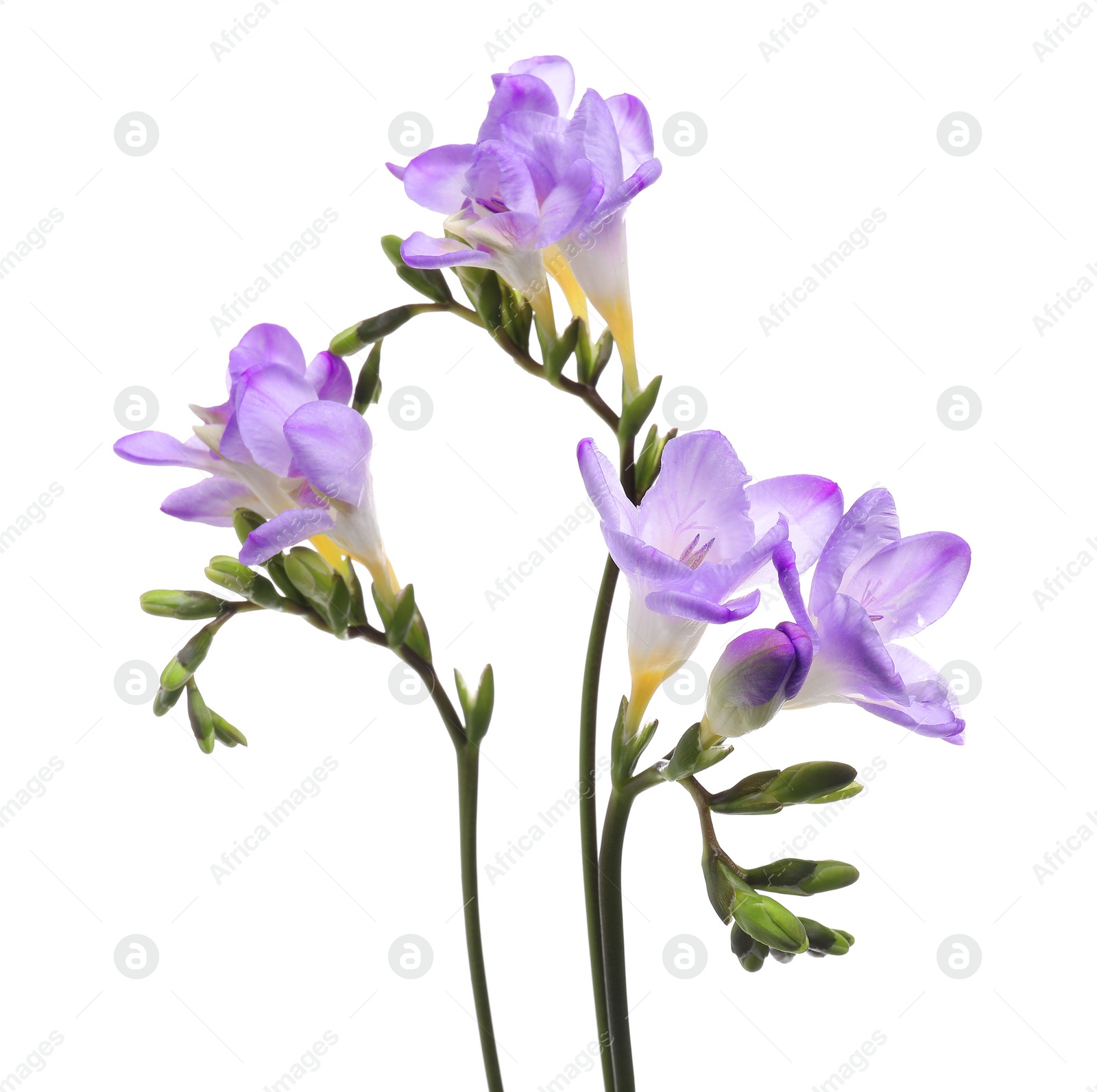 Photo of Beautiful violet freesia flowers isolated on white