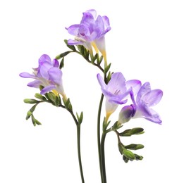 Photo of Beautiful violet freesia flowers isolated on white