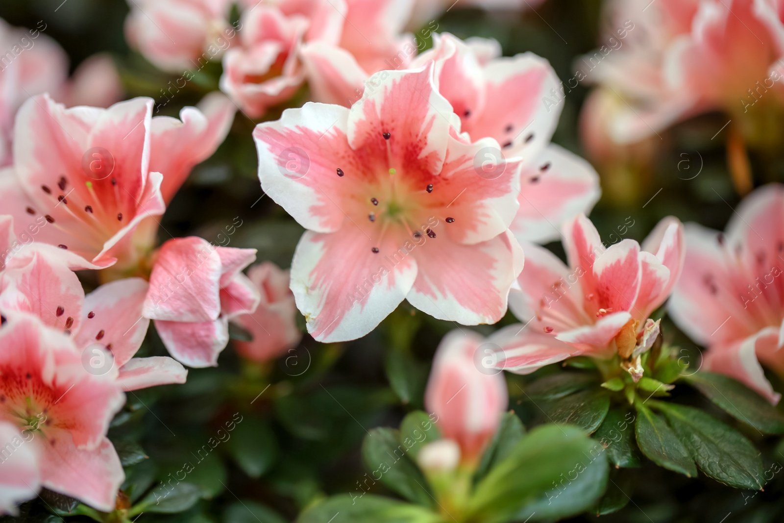 Photo of Beautiful blooming azalea flowers, closeup. Tropical plant