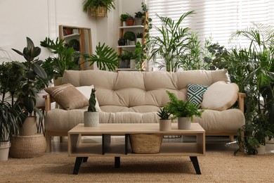 Stylish room interior with comfortable sofa and beautiful potted plants. Lounge zone