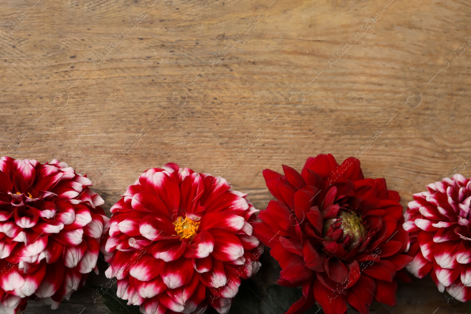 Photo of Beautiful dahlia flowers on wooden background, flat lay. Space for text