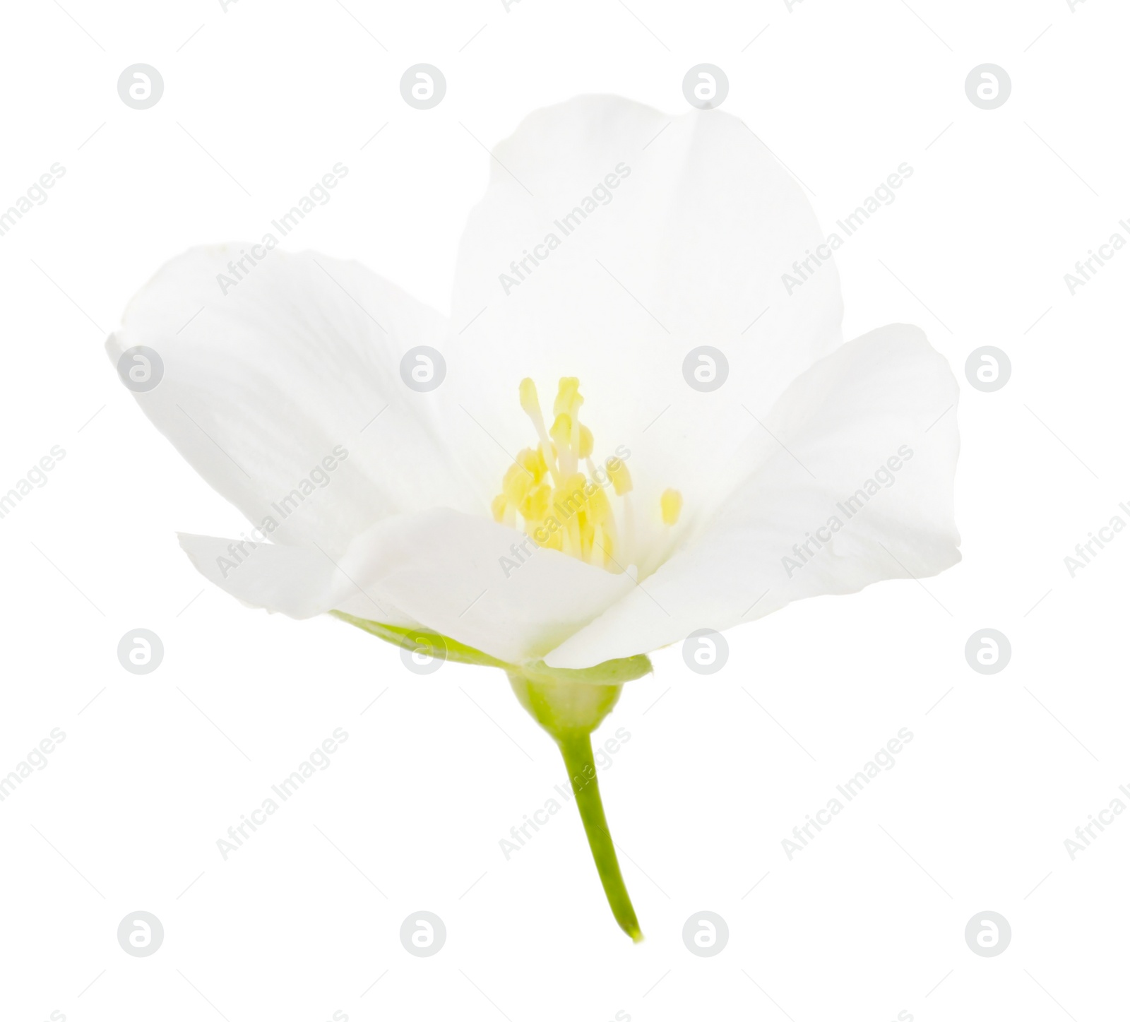 Photo of Beautiful delicate jasmine flower isolated on white