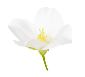 Beautiful delicate jasmine flower isolated on white