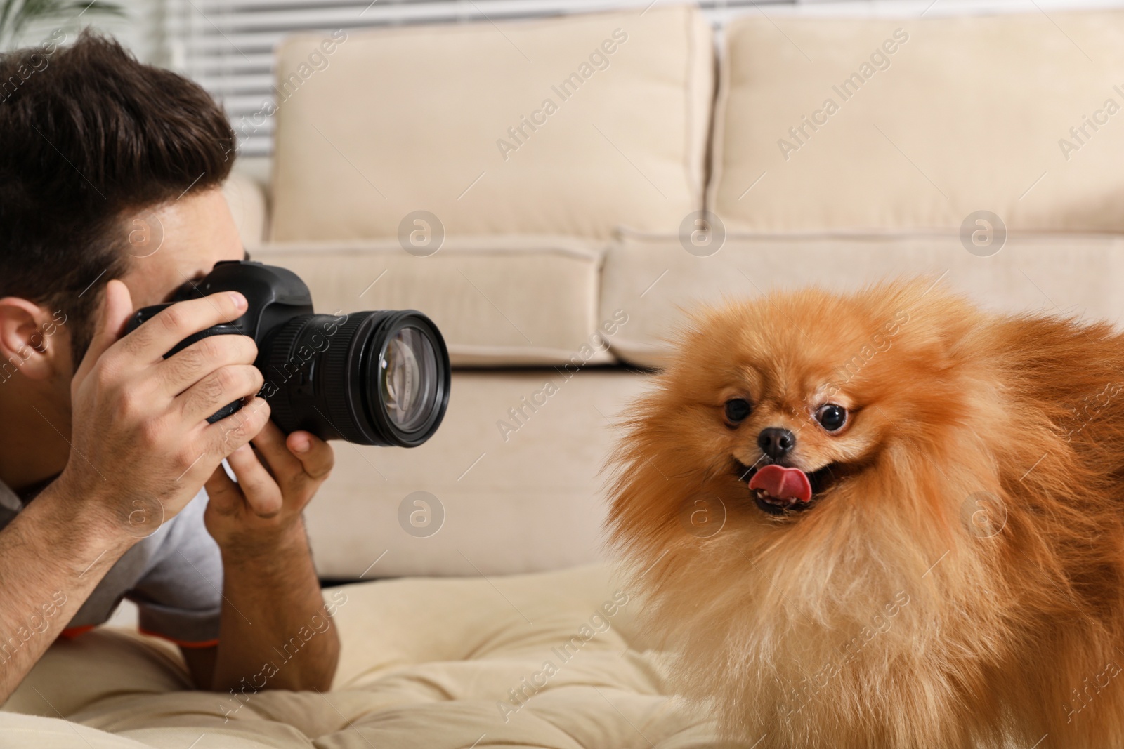 Photo of Professional animal photographer taking picture of beautiful Pomeranian spitz dog at home