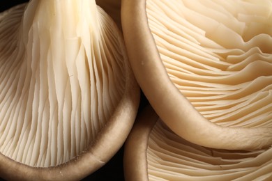 Fresh oyster mushrooms on dark background, macro view