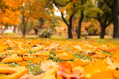Photo of Colorful autumn leaves on green lawn in park, closeup