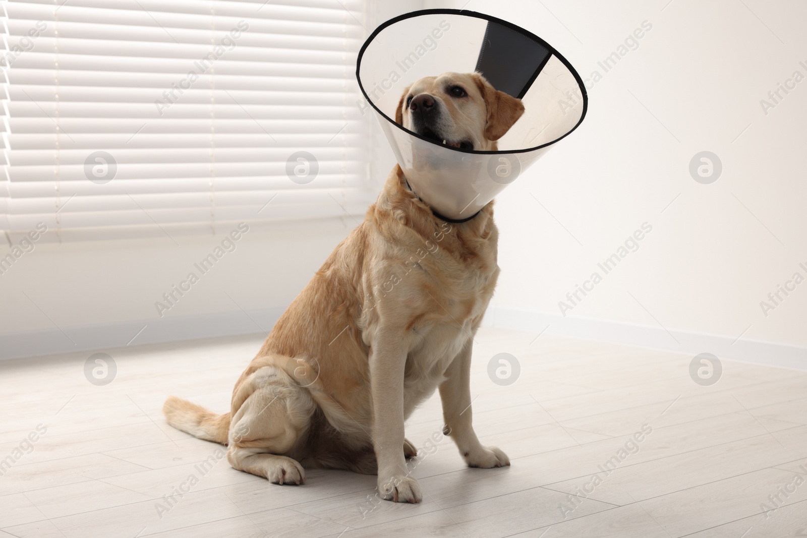 Photo of Cute Labrador Retriever with protective cone collar on floor indoors