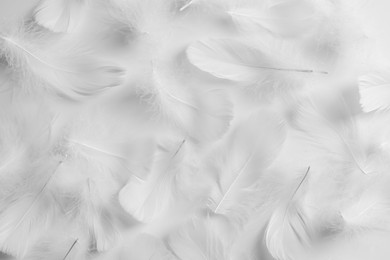 Photo of Beautiful fluffy bird feathers on white background, flat lay