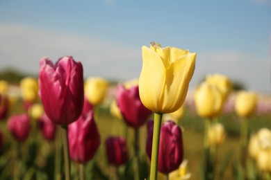 Beautiful colorful tulip flowers growing in field on sunny day, closeup