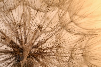 Photo of Beautiful fluffy dandelion flower with water drops on beige background, closeup