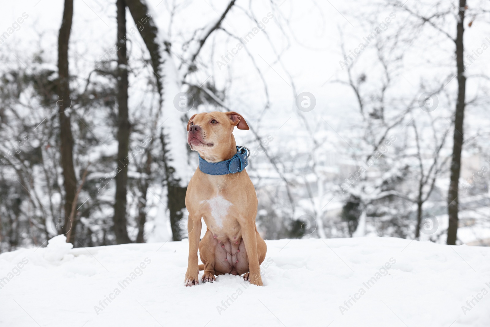 Photo of Cute ginger dog sitting in snowy forest