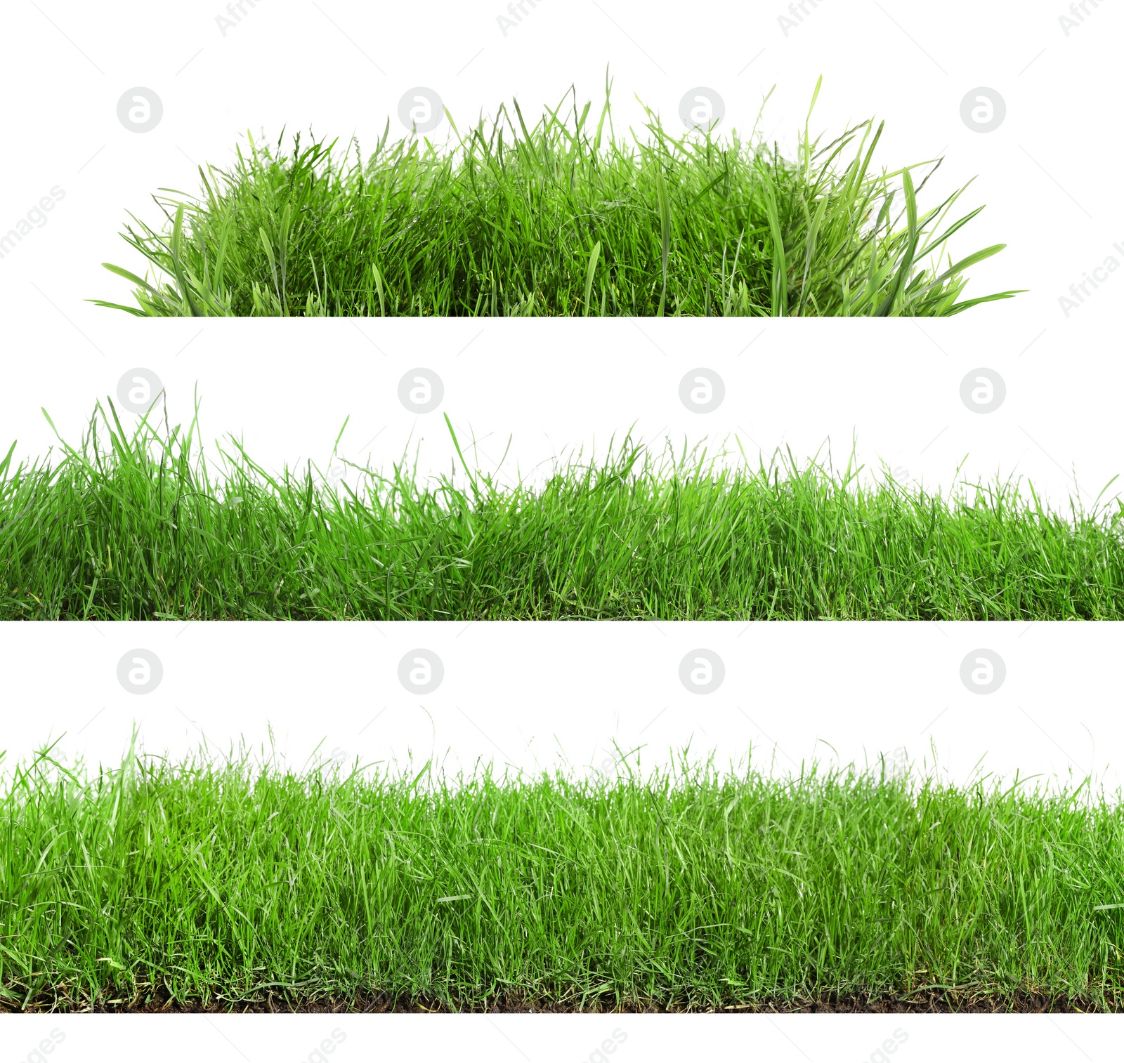 Image of Beautiful lush green grass on white background, collage