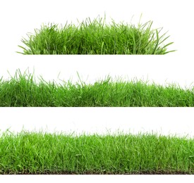 Image of Beautiful lush green grass on white background, collage