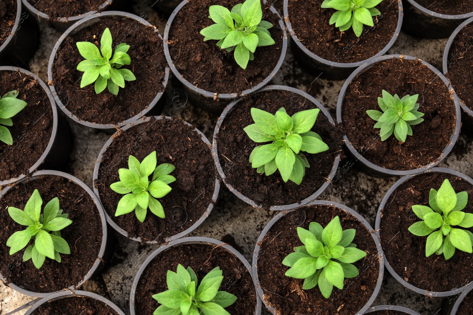 Photo of Many fresh green seedlings growing in pots with soil, top view