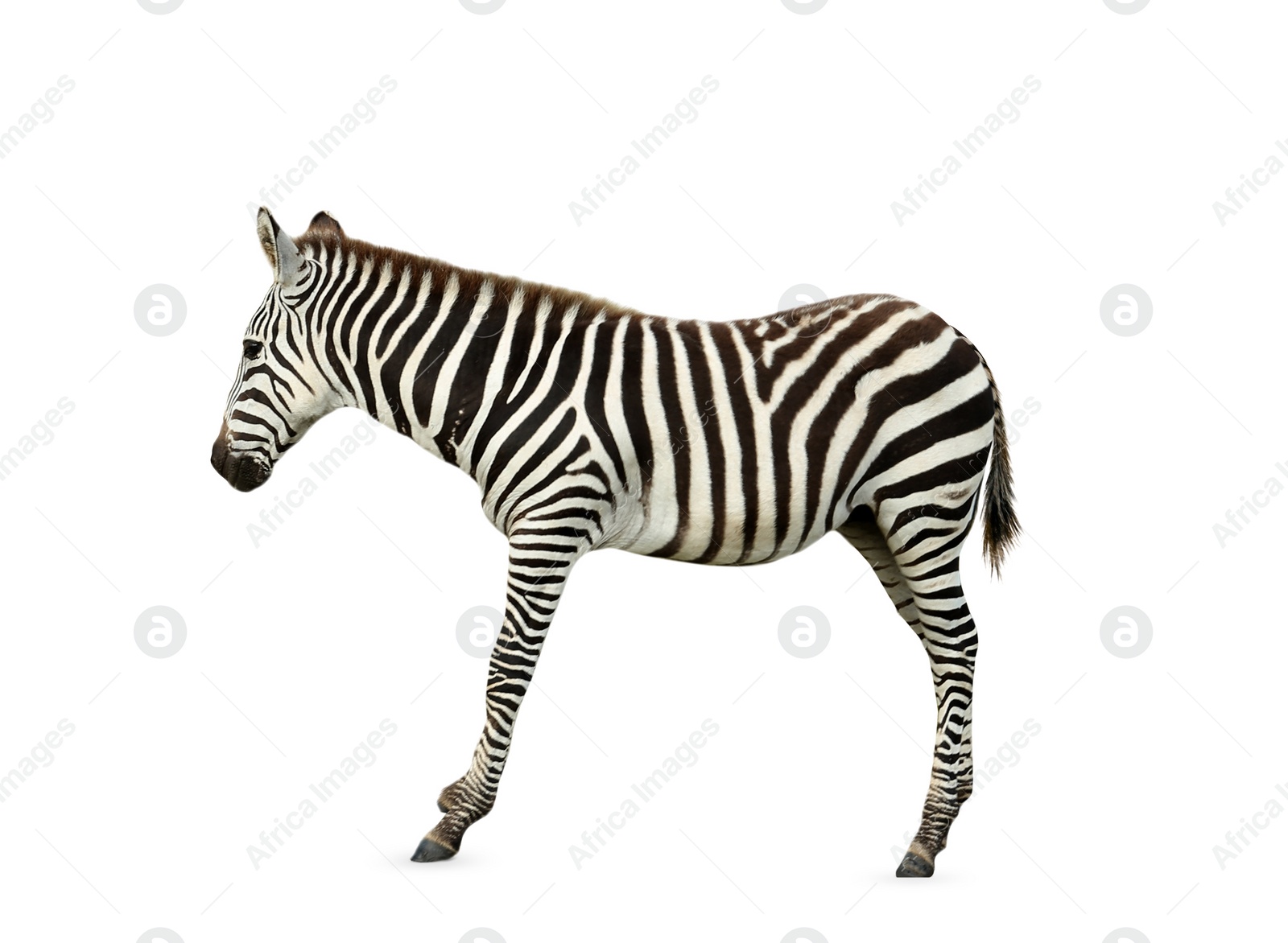 Image of Beautiful striped African zebra on white background. Wild animal