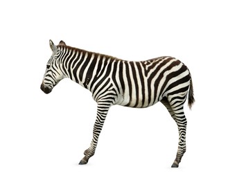 Image of Beautiful striped African zebra on white background. Wild animal