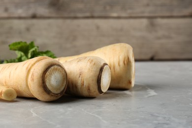 Many fresh ripe parsnips on grey marble table, closeup