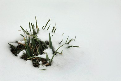 Green grass growing through snow outdoors. Space for text