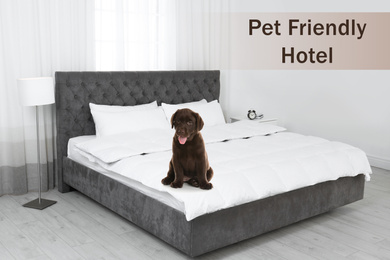 Image of Cute puppy on bed in room. Pet friendly hotel 