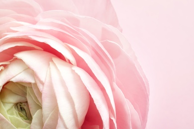 Beautiful ranunculus flower on color background, closeup