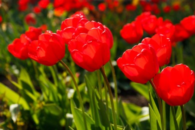 Beautiful bright red tulips outdoors on sunny day, closeup