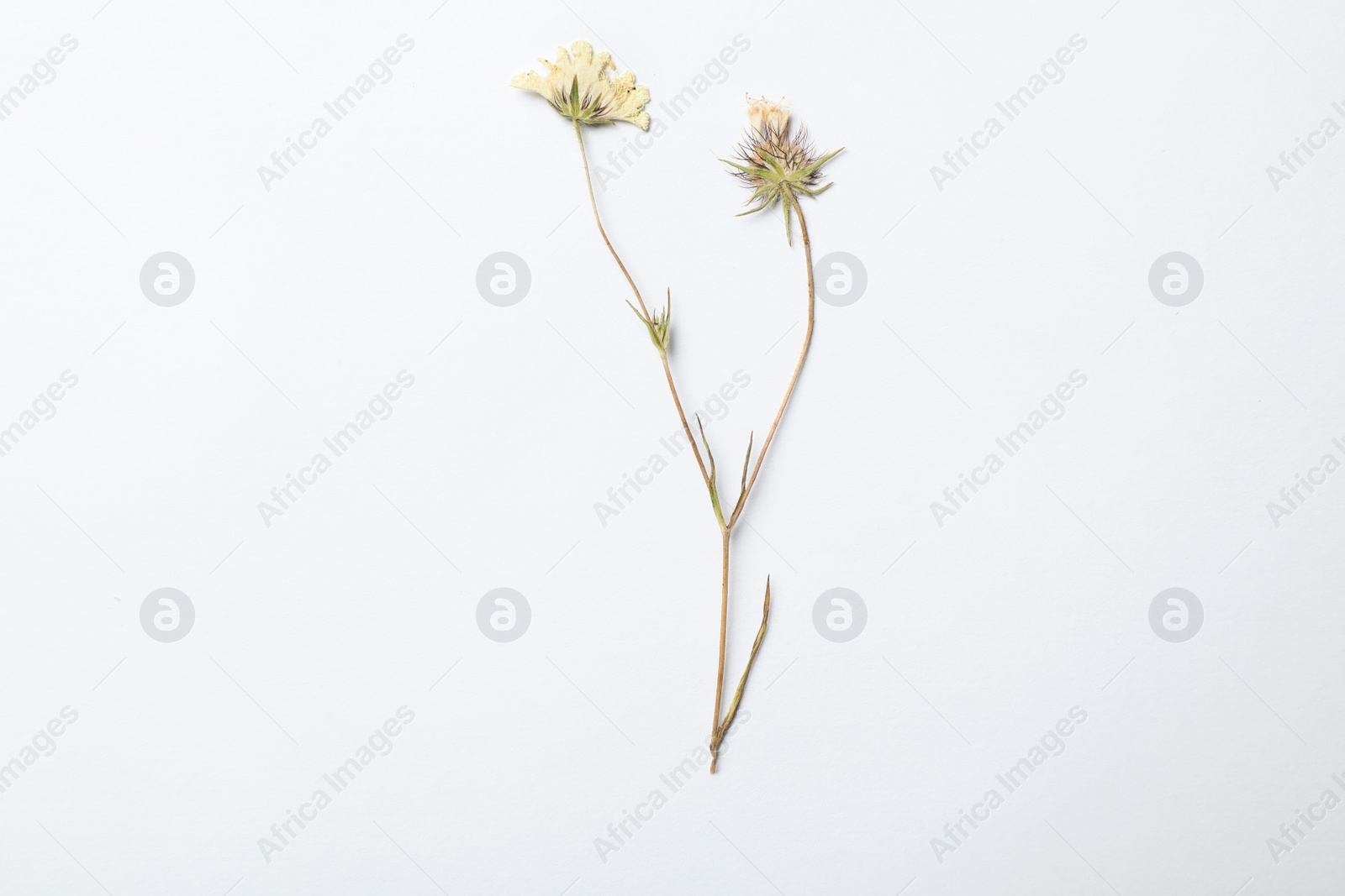 Photo of Wild dried meadow flower on white background, top view