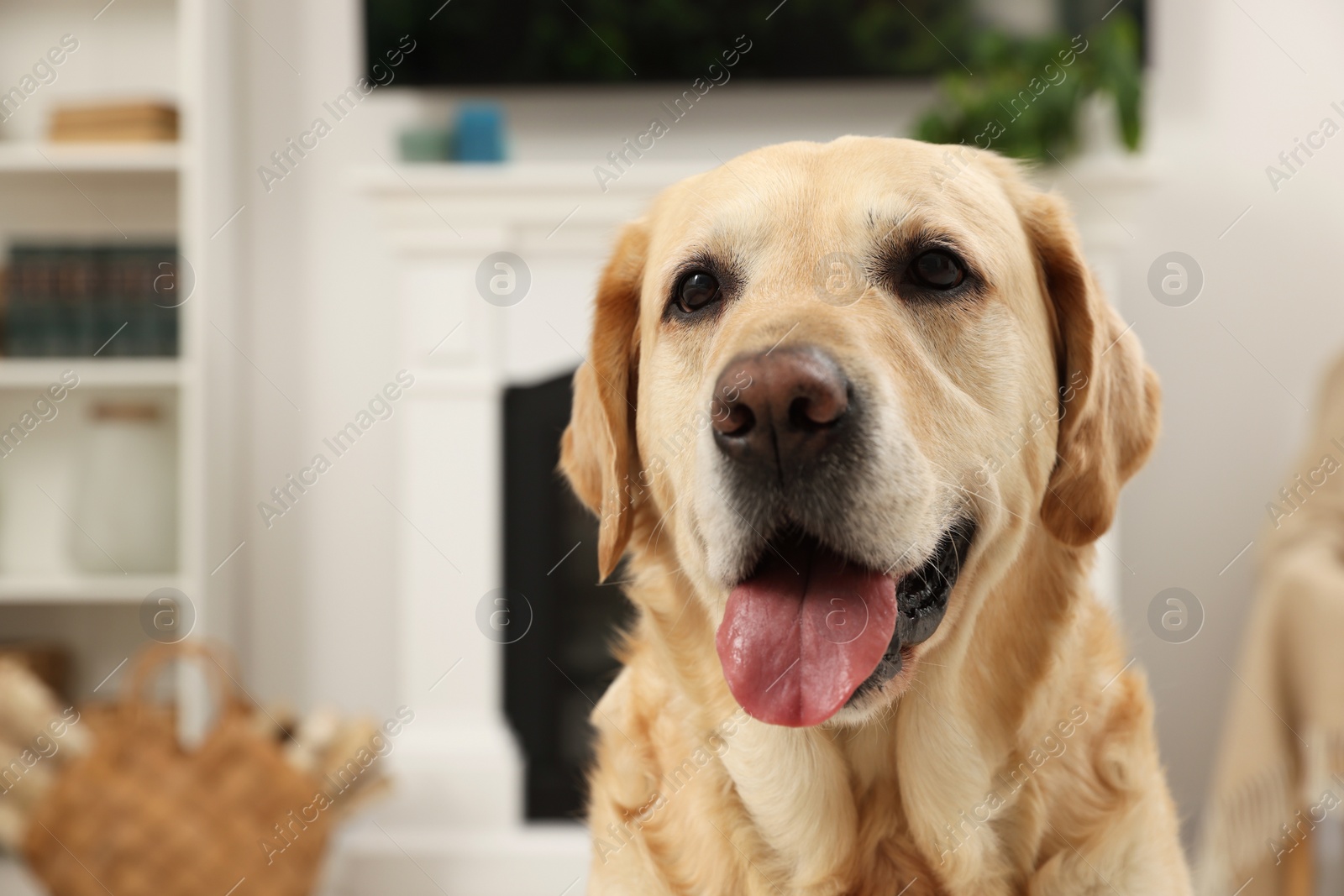 Photo of Cute Golden Labrador Retriever at home, closeup. Space for text