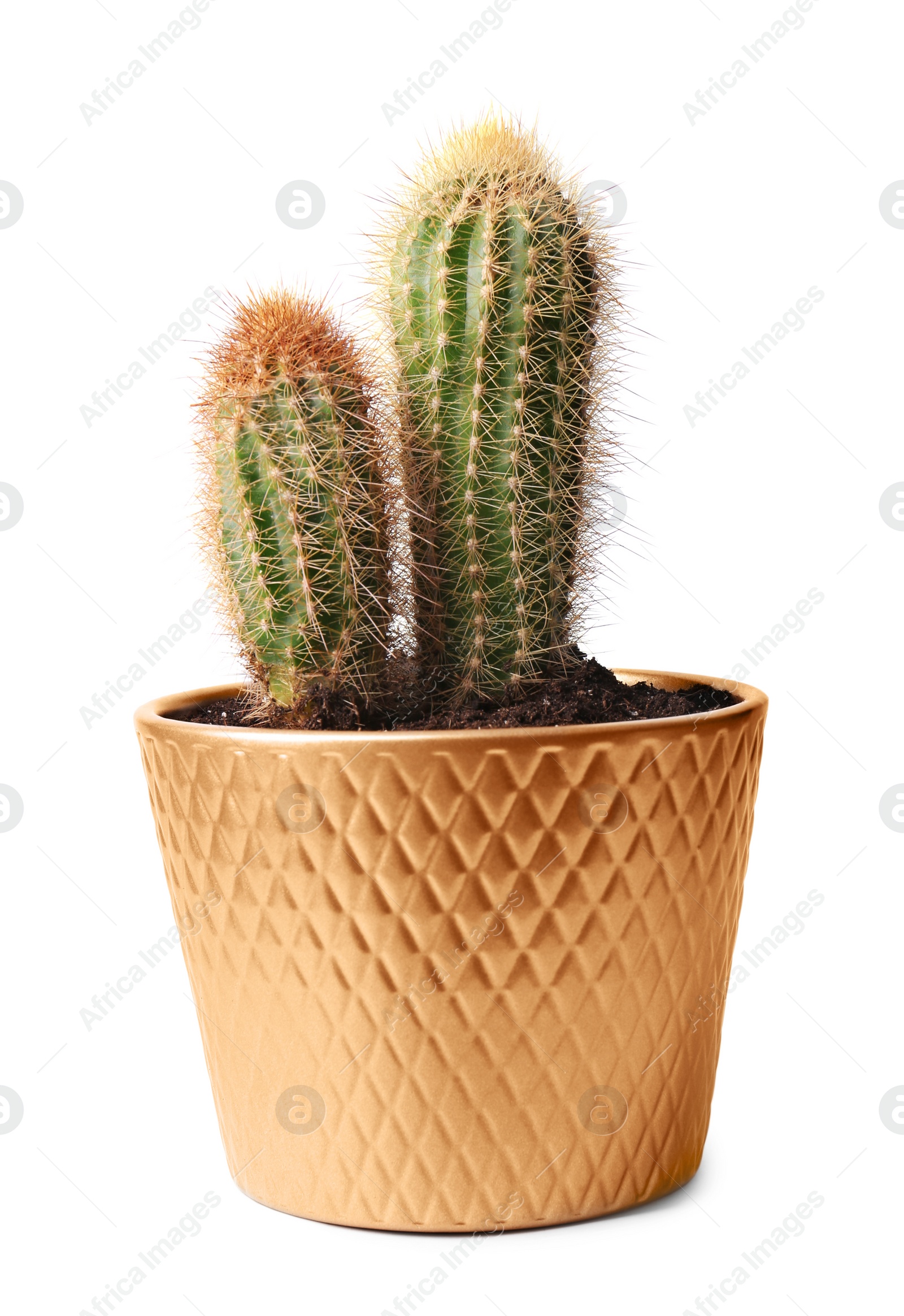 Photo of Beautiful green cacti in pot isolated on white