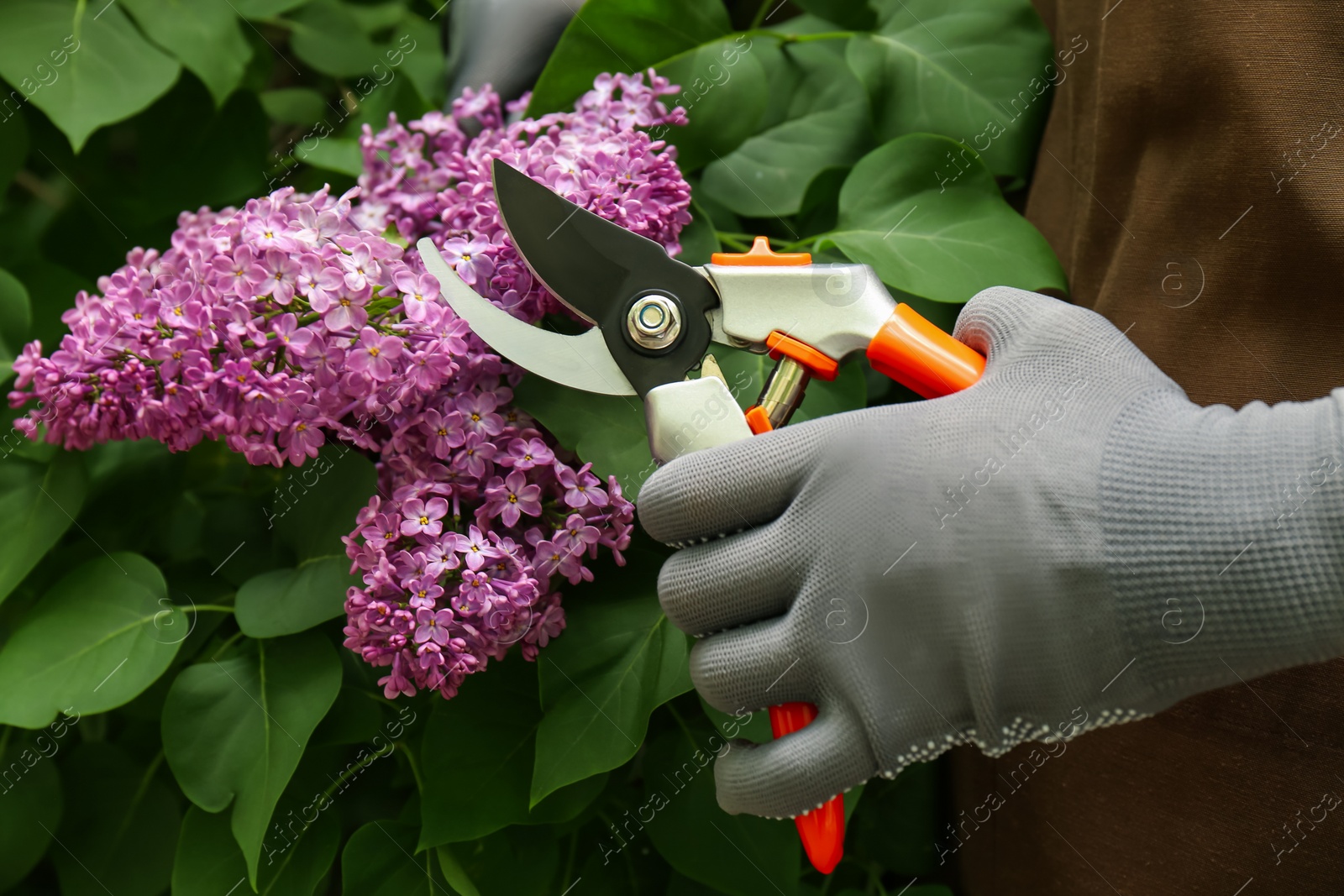 Photo of Gardener pruning lilac branch with secateurs outdoors, closeup